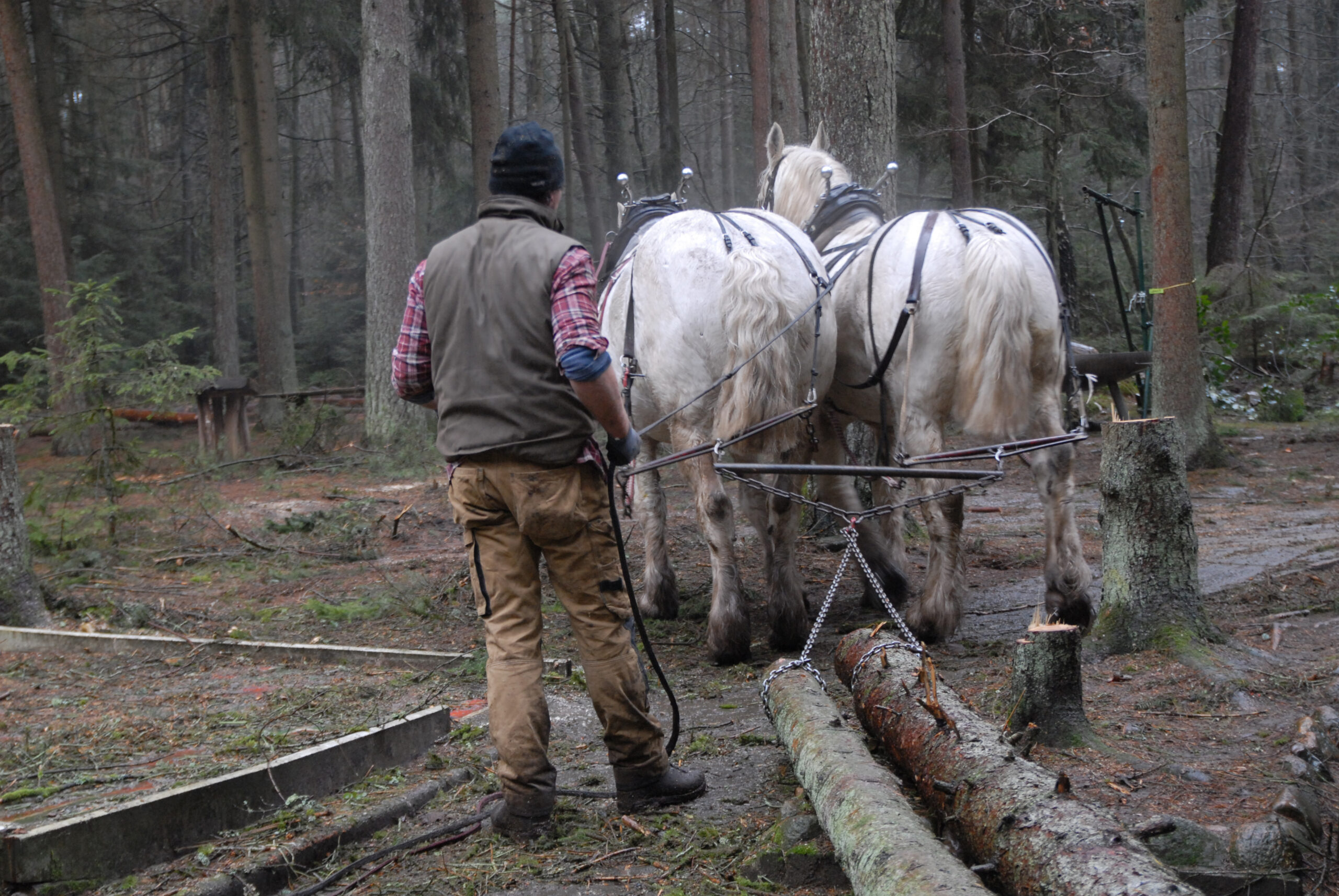 Foto Pferde schleppen Baumstämme weg